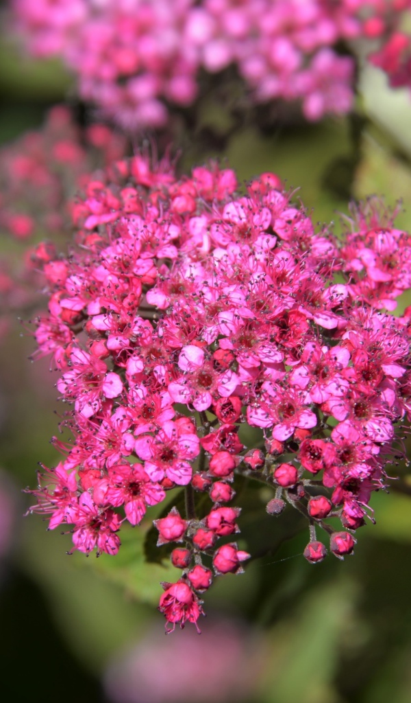 Розовые цветы спирея японская вблизи