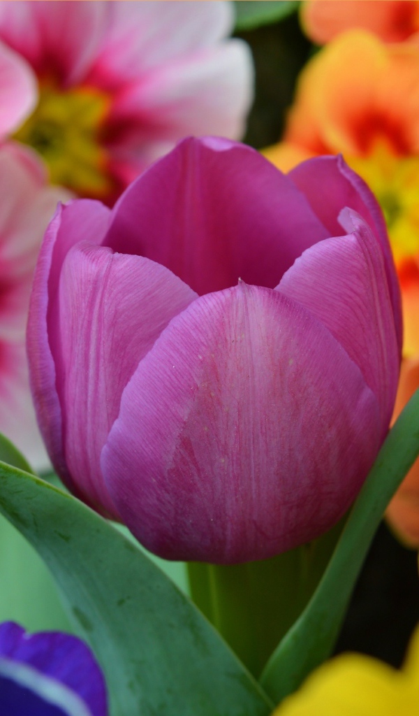 Цветок розового тюльпана среди цветок примулы