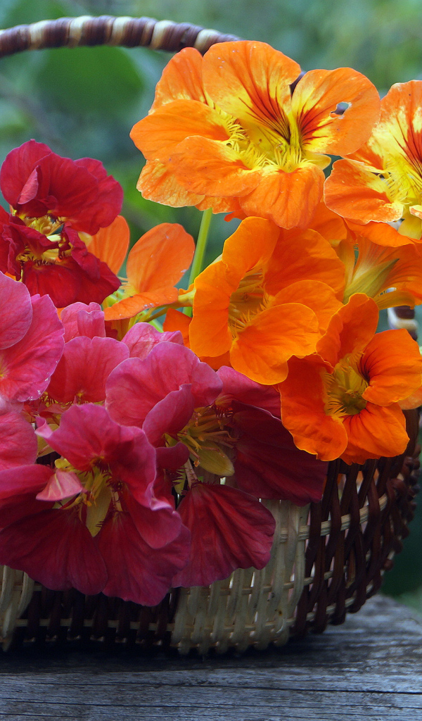 Розовые и оранжевые цветы настурция в корзине