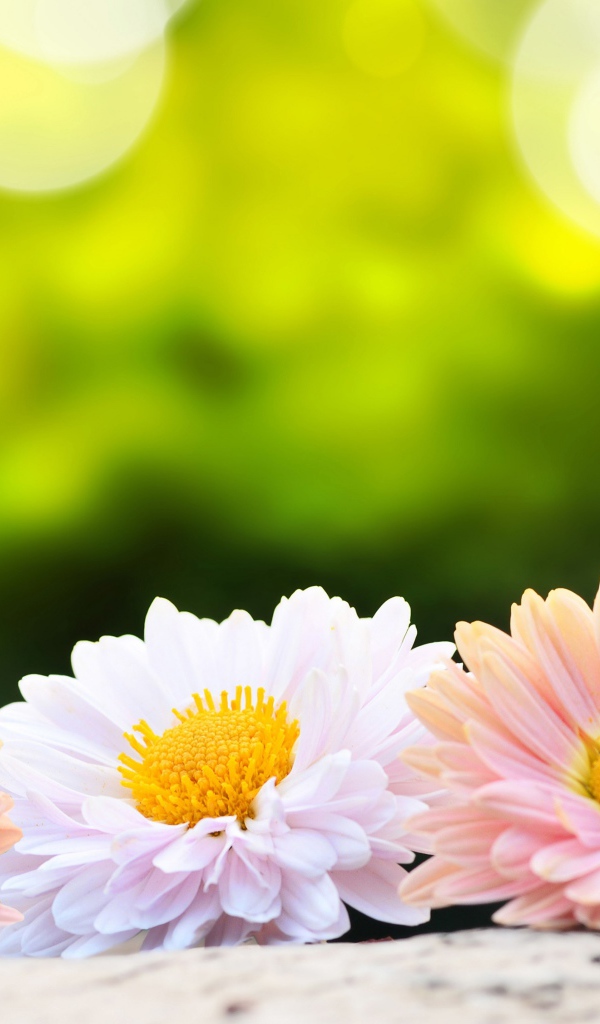 Розовые и белые цветы хризантемы на столе