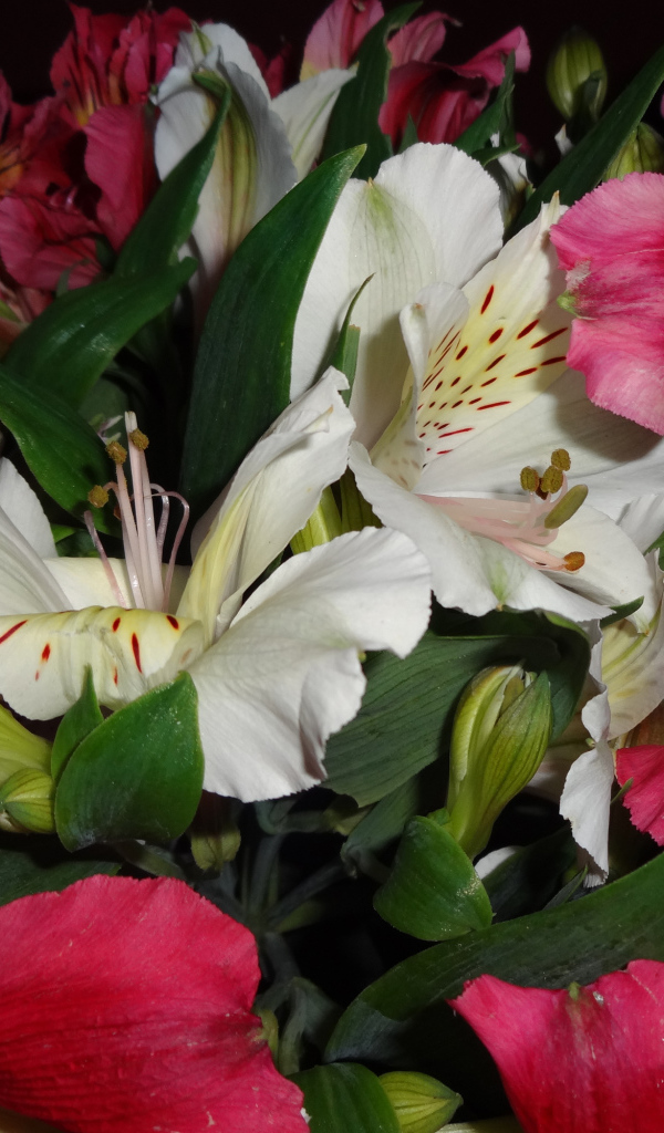 Розовые и белые цветы альстромерия крупным планом