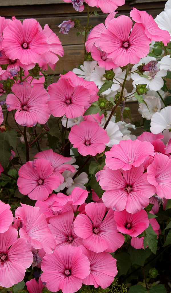 Розовые и белые садовые цветы лаватера