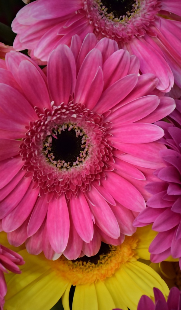 Розовые и желтые герберы крупным планом