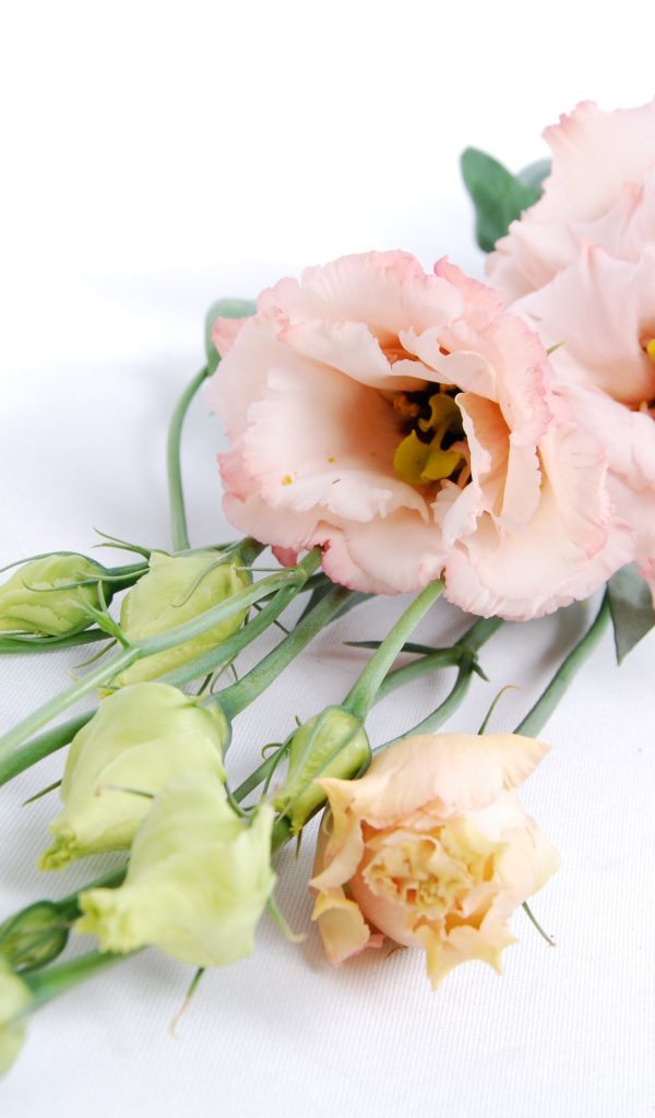 Розовые красивые цветы эустома на белом фоне