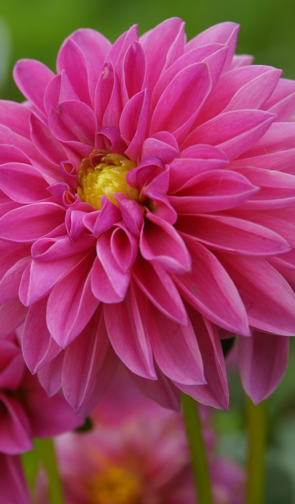 Розовые красивые цветы георгина крупным планом
