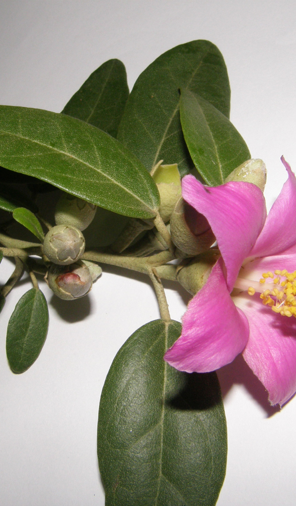 Розовый цветок камелии на сером фоне крупным планом