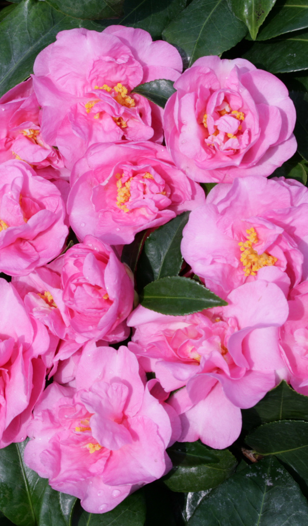 Розовые цветы камелии в зеленых листьях