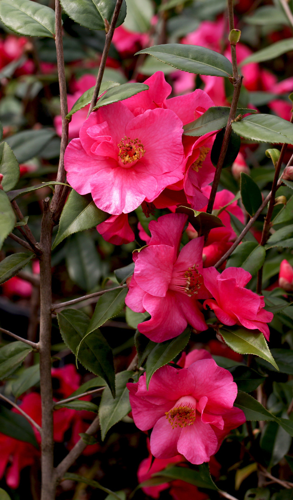 Розовые цветы камелии на ветке