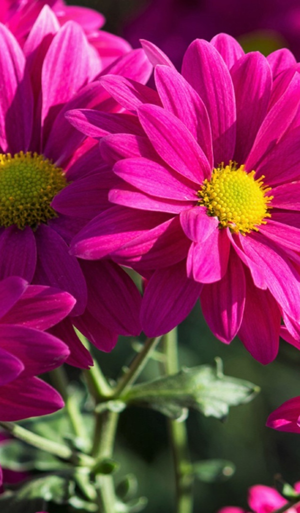 Розовые хризантемы крупным планом 