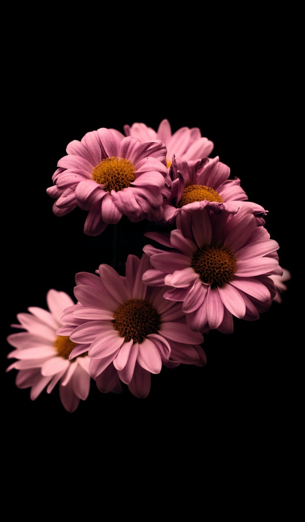Розовые цветы хризантемы на черном фоне