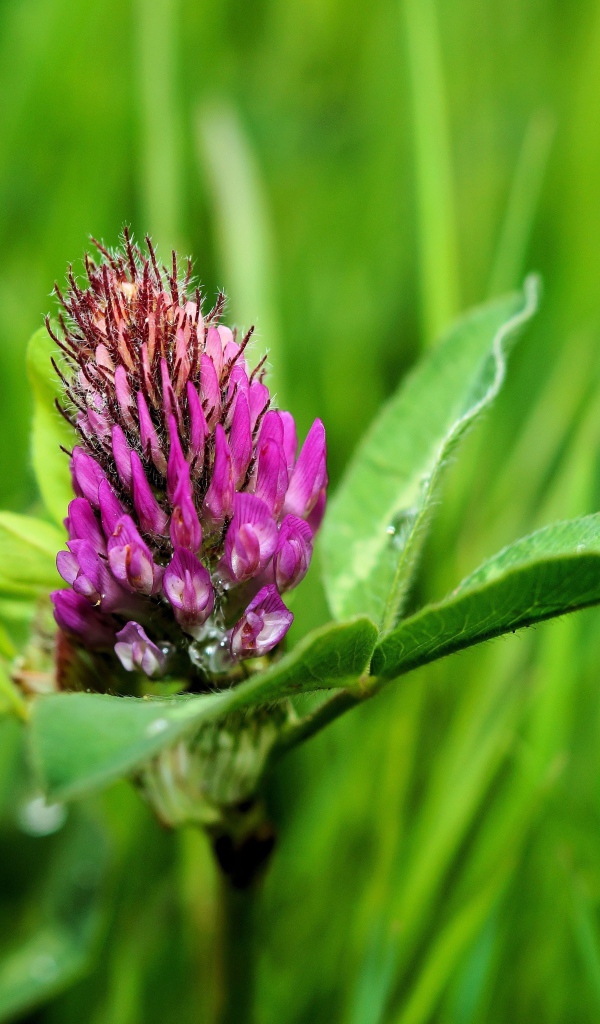 Розовый цветок клевера крупным планом