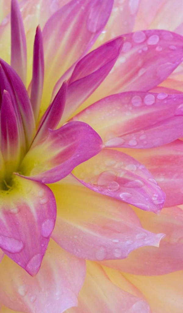 Розовая георгина с каплями воды на лепестках крупным планом