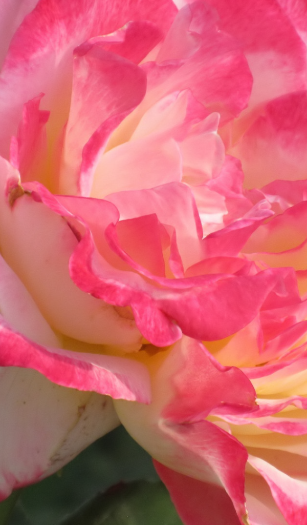 Розовый нежный цветок розы крупным планом