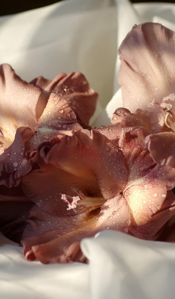 Розовый цветок гладиолуса лежит на белом покрывале 