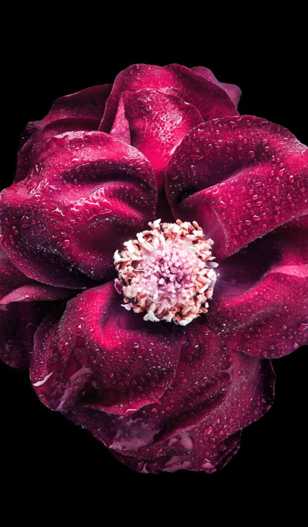 Розовый цветок в каплях росы на черном фоне крупным планом