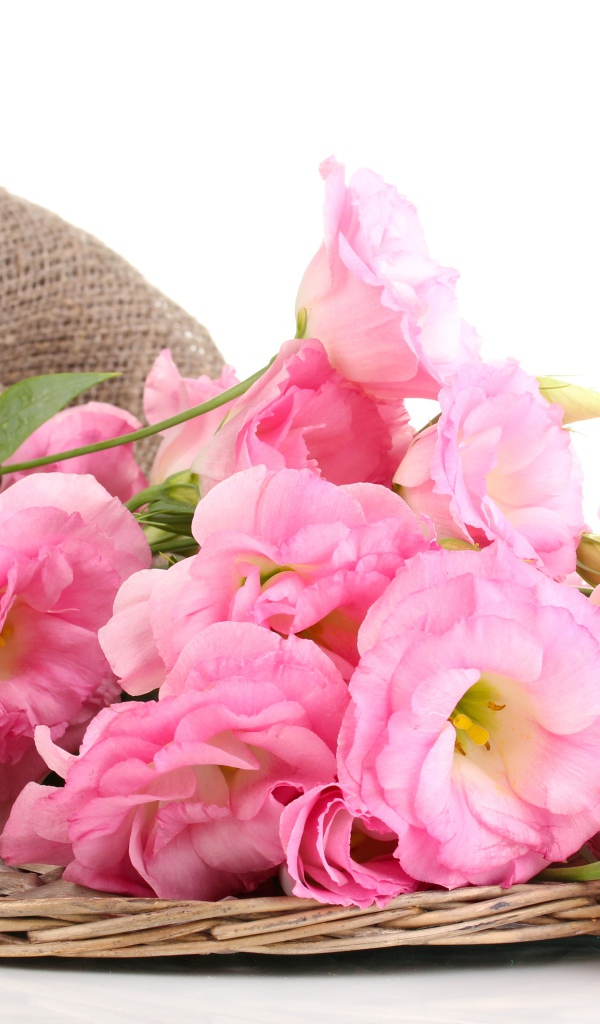 Розовые цветы эустома на белом фоне