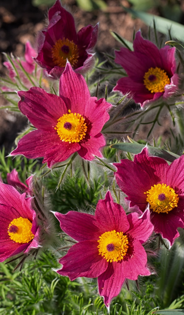 Розовые цветы прострел, вид сверху