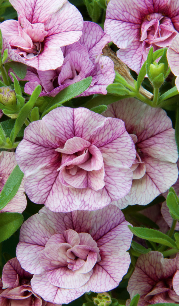 Розовые цветы Калибрахоа крупным планом