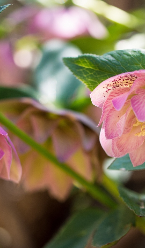 Розовые цветы морозника вблизи