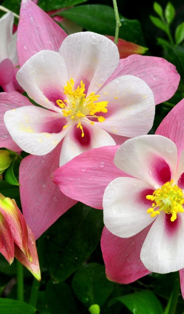 Розовые цветы водосбора крупным планом