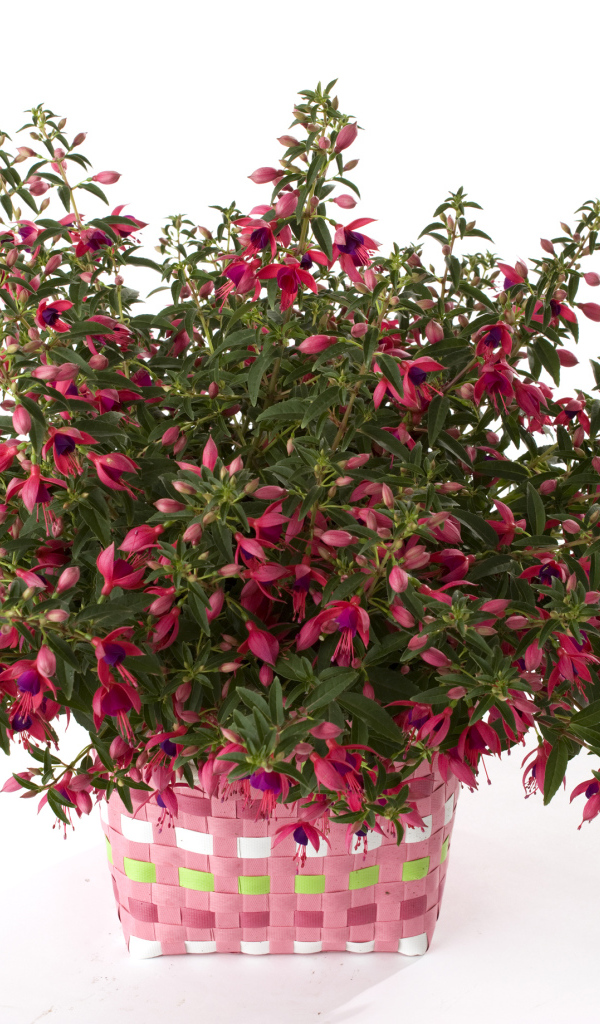 Розовый цветок фуксия на белом фоне