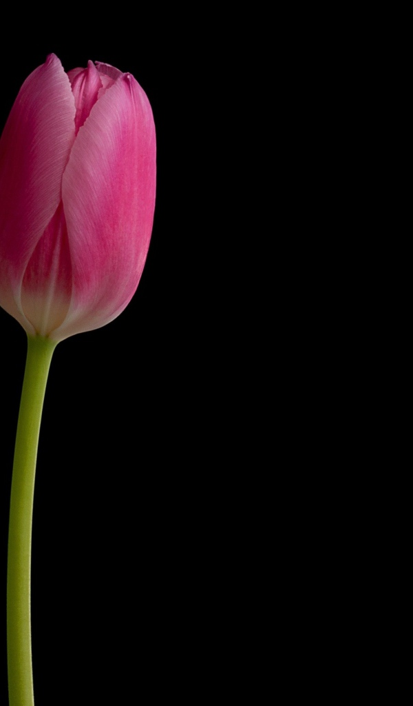 Розовый нежный тюльпан на черном фоне