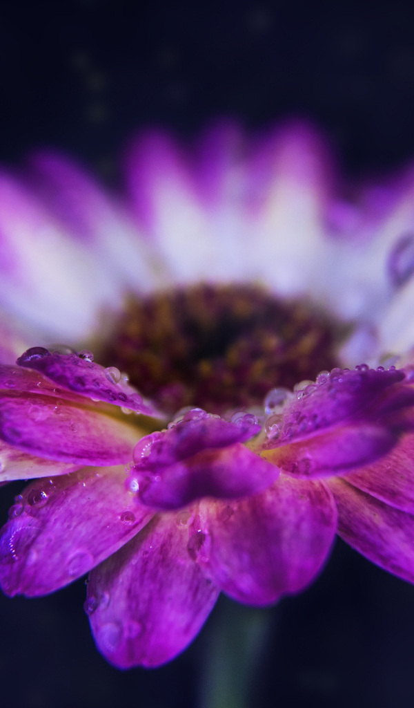 Розовый цветок герберы с каплями росы на лепестках 