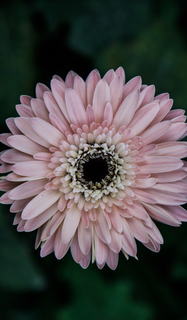 Розовая гербера вид сверху