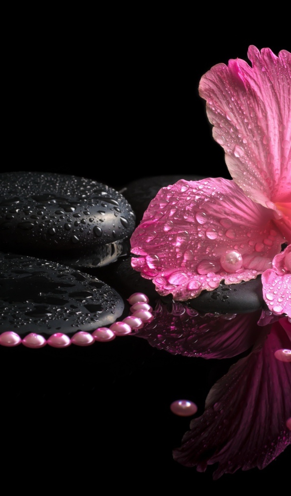 Розовый цветок гибискуса на черных камнях в воде