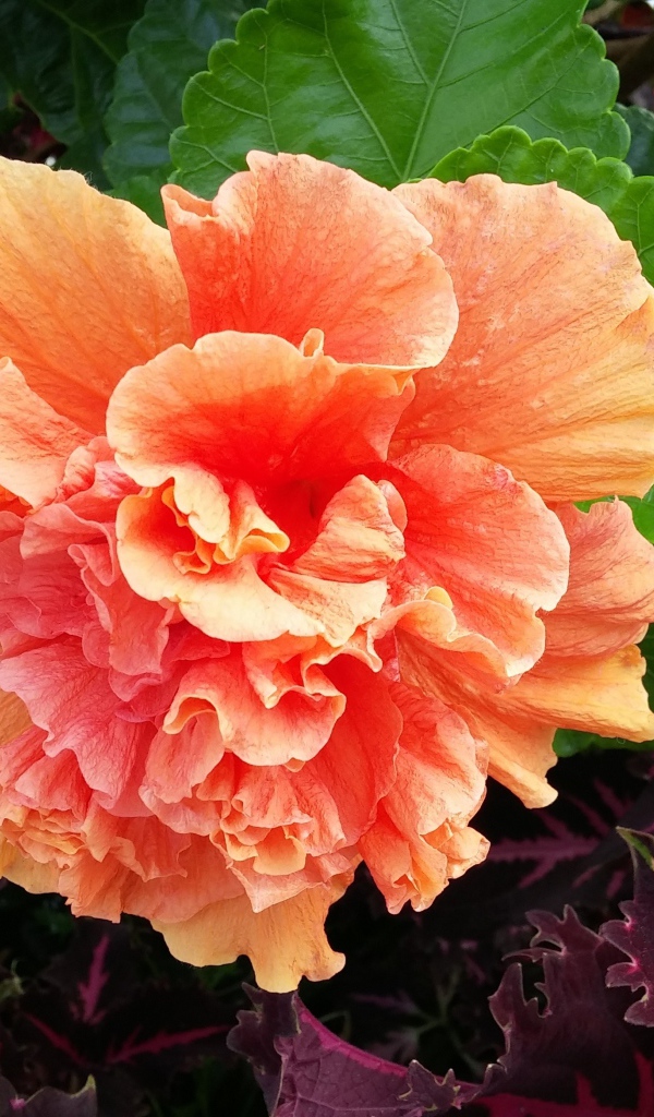 Розовый цветок гибискуса с зелеными листьями