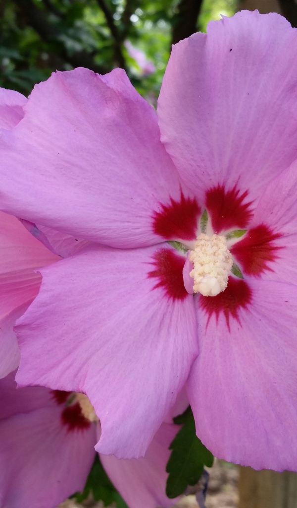 Розовые цветы гибискуса крупным планом