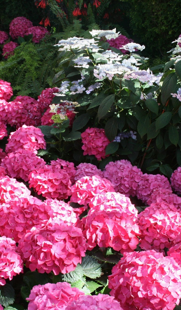 Розовые цветы гортензии в лучах солнца