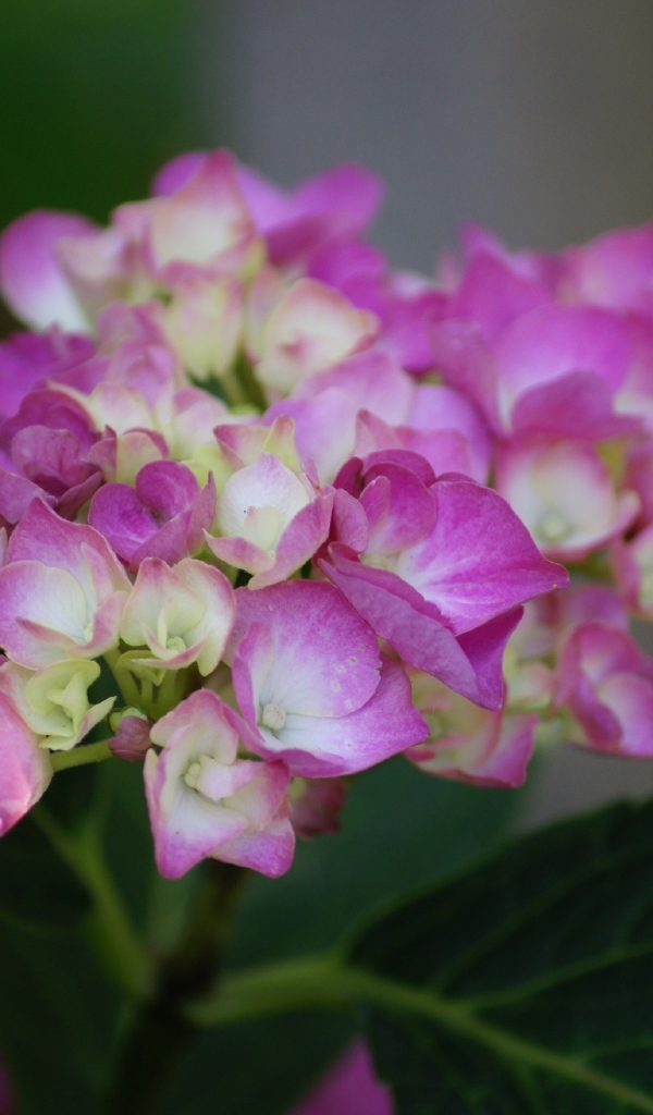 Розовые цветы гортензии с зелеными листьями