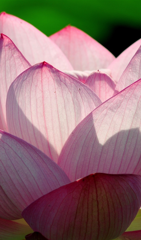 Розовый цветок лотоса в лучах солнца