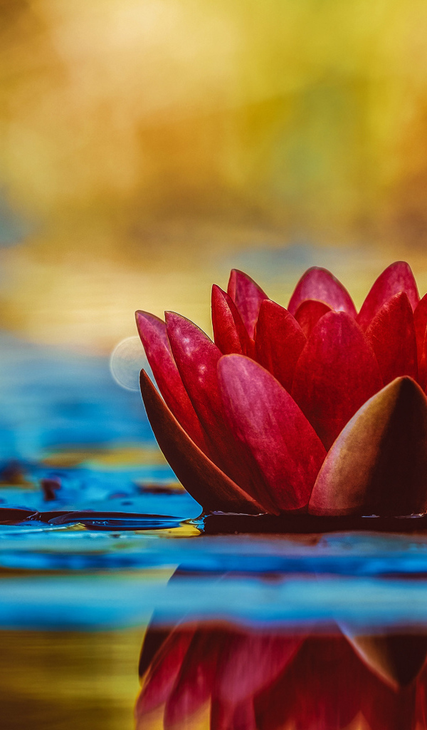 Розовый цветок лотоса отражается в воде