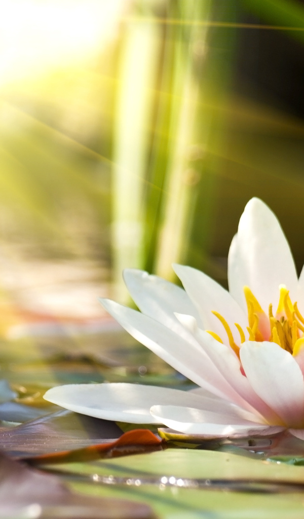 Розовые цветы лотоса в лучах солнца в пруду