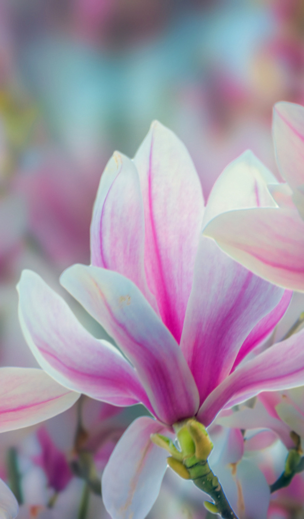 Розовые цветы магнолии крупным планом