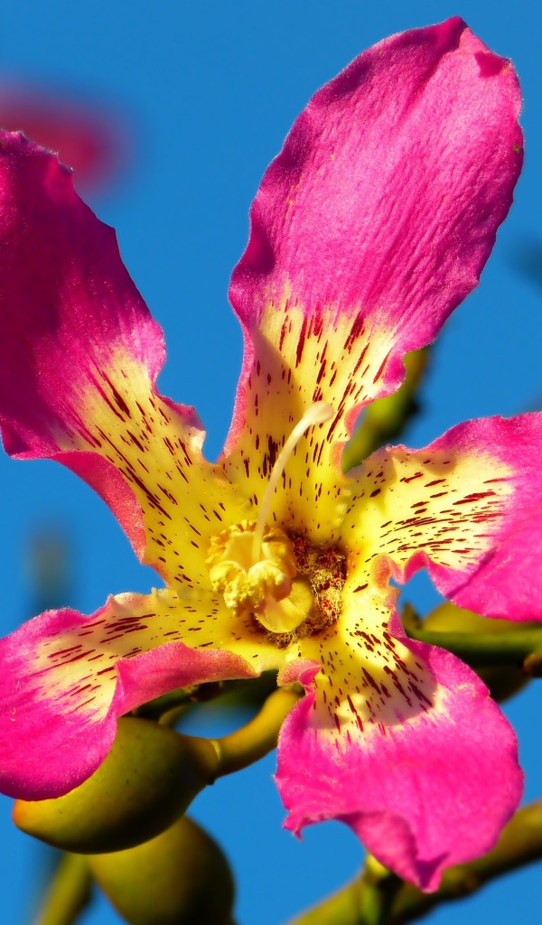 Розовый цветок орхидеи крупным планом