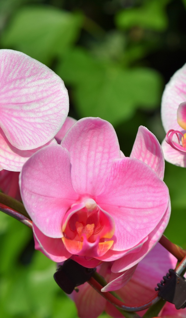 Розовые цветы орхидеи в лучах солнца
