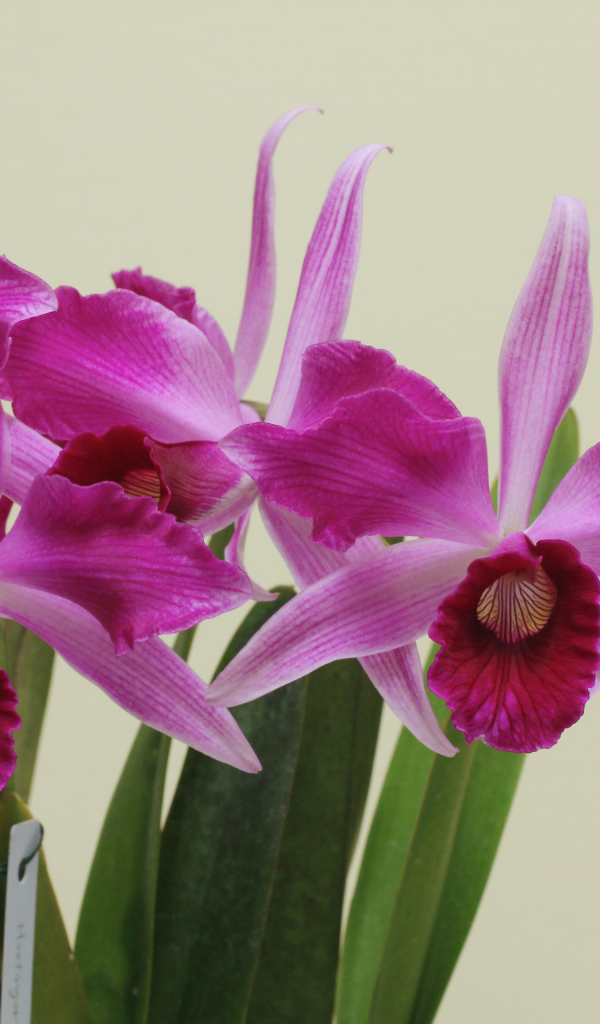 Розовые цветы орхидеи на сером фоне