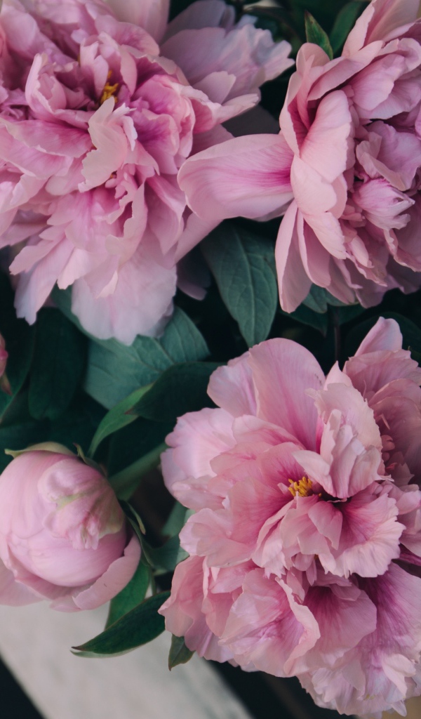 Розовые цветы пиона на деревянной лавке 