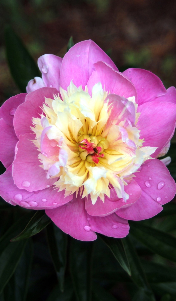 Розовый пион в каплях росы крупным планом