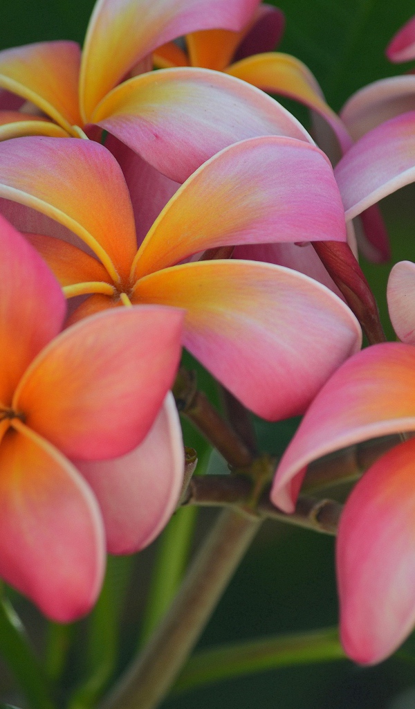 Розовые цветы плюмерия крупным планом 