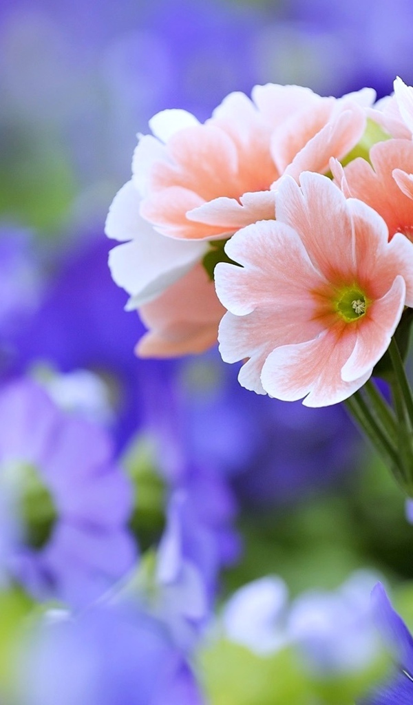 Розовые цветы примулы крупным планом 