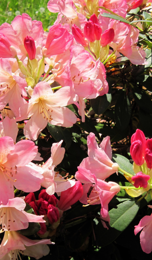 Розовые цветы рододендрон на клумбе