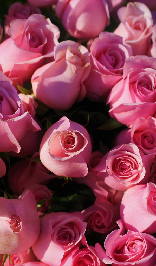 Розовые розы крупным планом, вид сверху