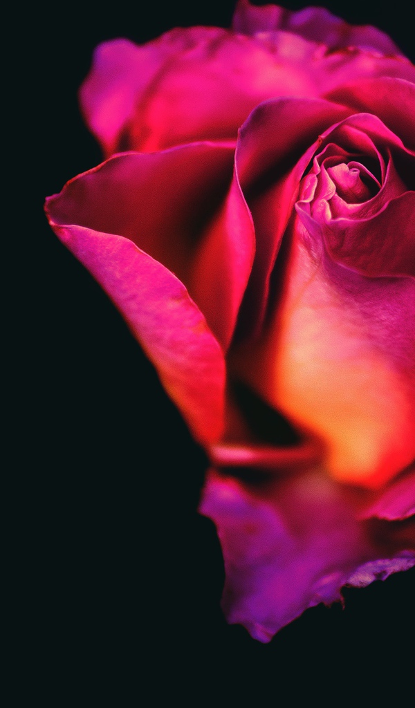 Розовая роза крупным планом на черном фоне