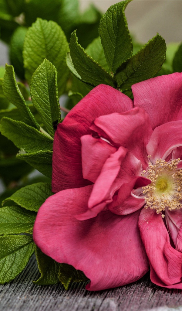 Розовый цветок розы с зелеными листьями