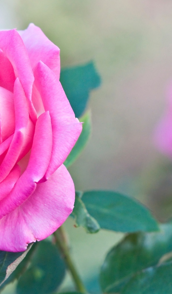 Садовая розовая роза крупным планом