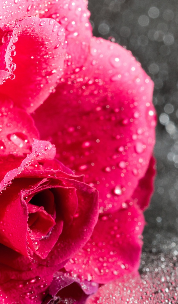 Розовая роза в каплях воды на сером фоне